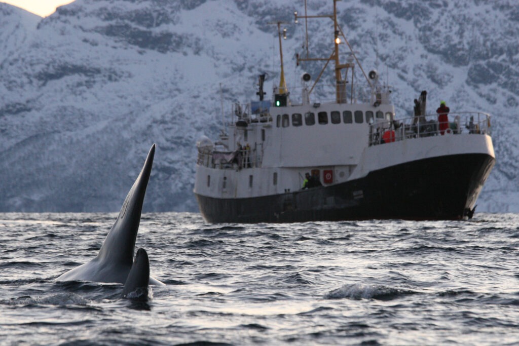 Orcas und ein Walbeobachtungsschiff im Kaldfjord bei Tromsø, Norwegen.