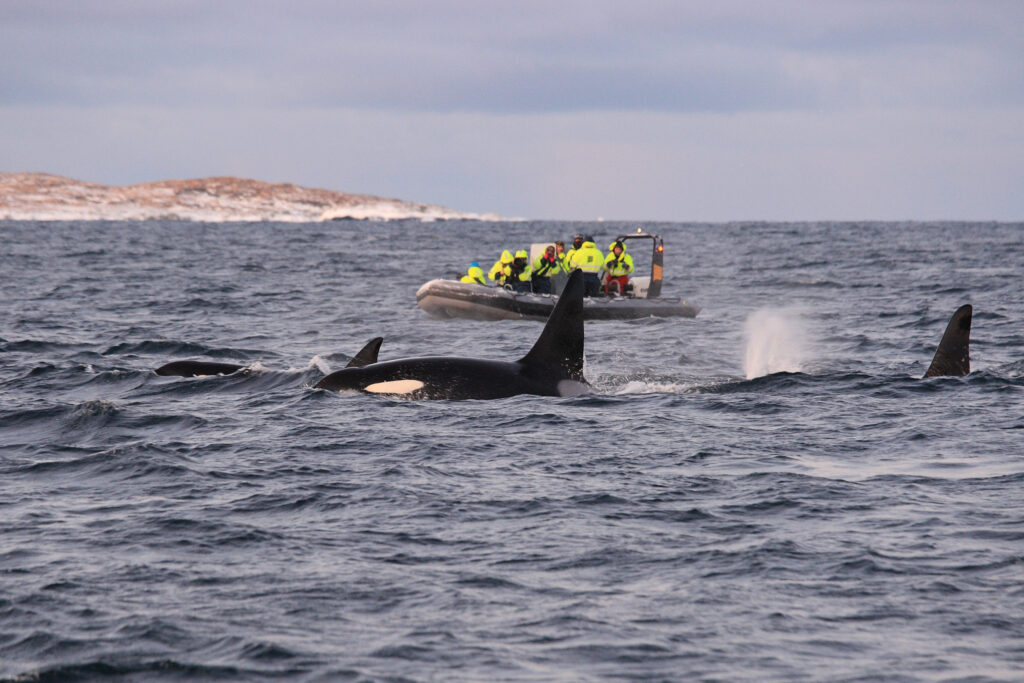 Orcas im Kaldfjord, betrachtet von Walbeobachtern.